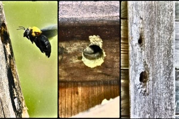Carpenter Bee Siding Damage Carpenter Bee Siding Damage